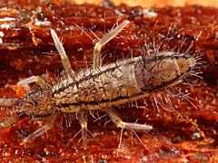 Attēlu rezultāti vaicājumam “Orchesella sp.”