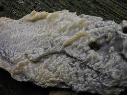 Attēlu rezultāti vaicājumam “Phlebiopsis gigantea”