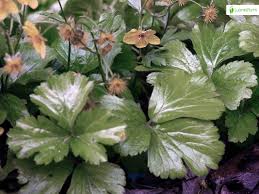 Attēlu rezultāti vaicājumam “Waldsteinia geoides flower”