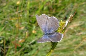 Attēlu rezultāti vaicājumam “Vacciniina optilete underside”