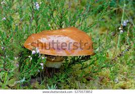 Attēlu rezultāti vaicājumam “Suillus luteus”