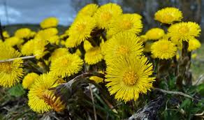 Attēlu rezultāti vaicājumam “Tussilago farfara leaf”