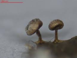 Attēlu rezultāti vaicājumam “Diderma simplex macro”