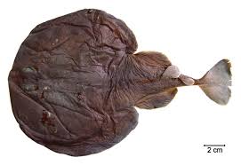 Image result for Tetronarce nobiliana