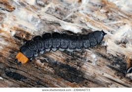 Attēlu rezultāti vaicājumam “Lygistopterus sanguineus larva”