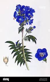 Image result for Polemonium coeruleum