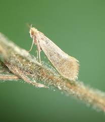 Attēlu rezultāti vaicājumam “Nematopogon sp.”