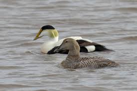 Attēlu rezultāti vaicājumam “Somateria mollissima”