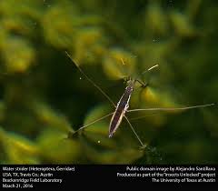 Attēlu rezultāti vaicājumam “Gerridae”