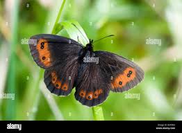 Attēlu rezultāti vaicājumam “Erebia aethiops underside”