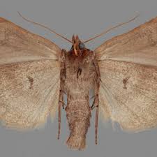 Attēlu rezultāti vaicājumam “Lygephila viciae”