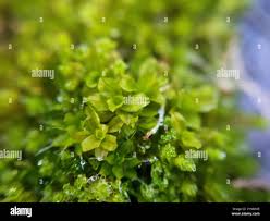 Attēlu rezultāti vaicājumam “Syntrichia latifolia”