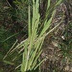 Attēlu rezultāti vaicājumam “Phleum phleoides fruit”