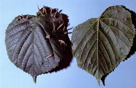 Attēlu rezultāti vaicājumam “Eriophyes tiliae”