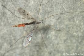 Attēlu rezultāti vaicājumam “Limoniidae”