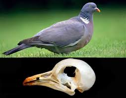 Attēlu rezultāti vaicājumam “Columbiformes”