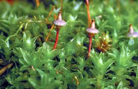 Attēlu rezultāti vaicājumam “Bryum amblyodon”