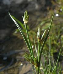 Attēlu rezultāti vaicājumam “Juncus bufonius bud”