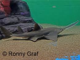 Image result for Pristis pristis