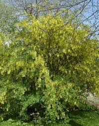 Attēlu rezultāti vaicājumam “Laburnum alpinum fruit”