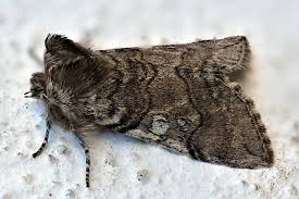 Attēlu rezultāti vaicājumam “Achlya flavicornis”