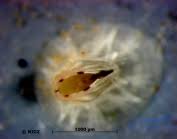 Attēlu rezultāti vaicājumam “Balanus improvisus”