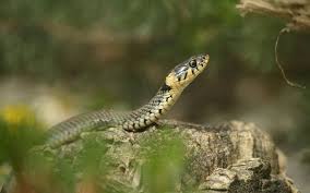 Image result for Ringelnatter