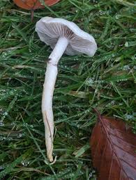 Attēlu rezultāti vaicājumam “Stemonitis fusca var. nigrescens stalked”