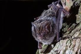 Attēlu rezultāti vaicājumam “Barbastella barbastellus”