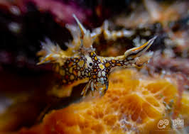 ผลการค้นหารูปภาพสำหรับ Bornella Anguilla