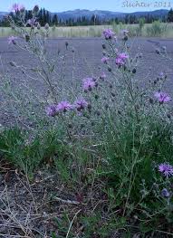 Attēlu rezultāti vaicājumam “Cribraria costata stalked”