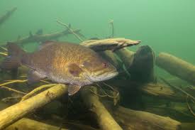 Image result for Micropterus dolomieu