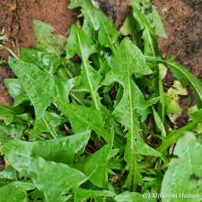 Attēlu rezultāti vaicājumam “Taraxacum officinale aggr. leaf”