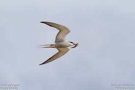 Attēlu rezultāti vaicājumam “Sterna hirundo adult”