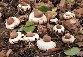 Attēlu rezultāti vaicājumam “Geastrum fimbriatum”