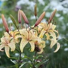 Image result for Lilium martagon `Arabian Night`