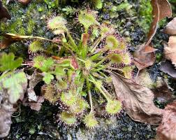 Attēlu rezultāti vaicājumam “Drosera rotundifolia”