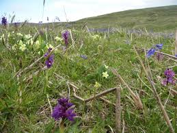 Attēlu rezultāti vaicājumam “Cupido minimus underside”