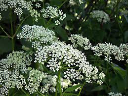 Attēlu rezultāti vaicājumam “Aegopodium podagraria”