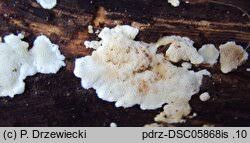 Attēlu rezultāti vaicājumam “Antrodiella faginea”