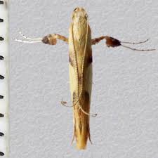 Attēlu rezultāti vaicājumam “Caloptilia alchimiella”