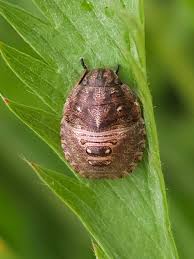 Attēlu rezultāti vaicājumam “Eurygaster testudinaria nymph”