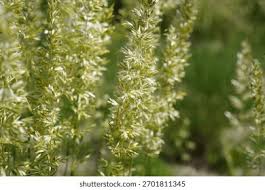 Attēlu rezultāti vaicājumam “Koeleria glauca leaf”