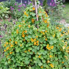 Image result for Tropaeolum minus