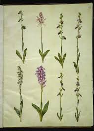 Attēlu rezultāti vaicājumam “Ophrys insectifera”