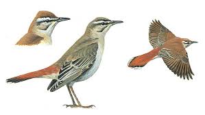 Image result for Cercotrichas galactotes