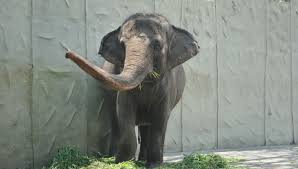 Image result for sad elephant