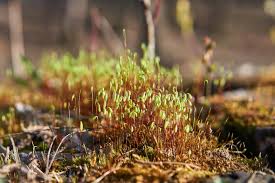 Attēlu rezultāti vaicājumam “Pohlia”