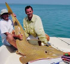 Image result for Acroteriobatus blochii