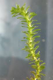 Attēlu rezultāti vaicājumam “Elodea canadensis leaf”